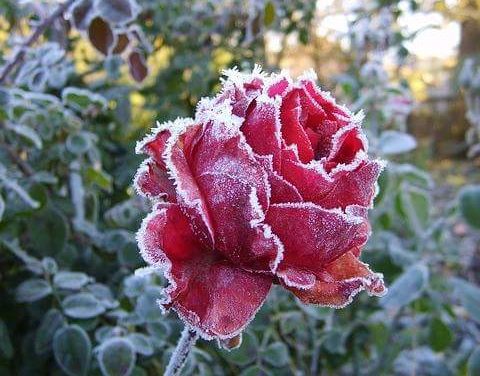 Rosa d’inverno