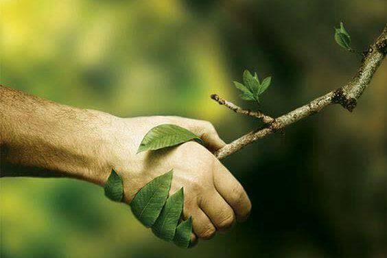 L’ALBERO di Graziella Dimilito