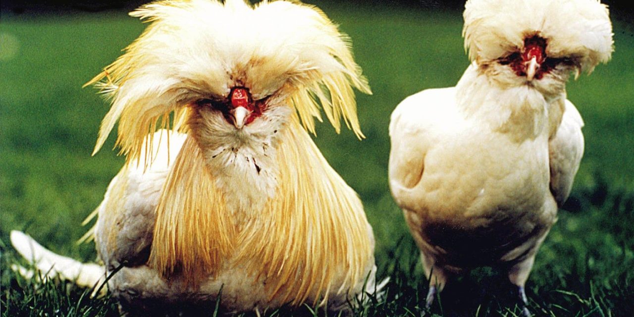 ‘LE BESTIE STANNO ALTROVE’ n°15: la gallina padovana