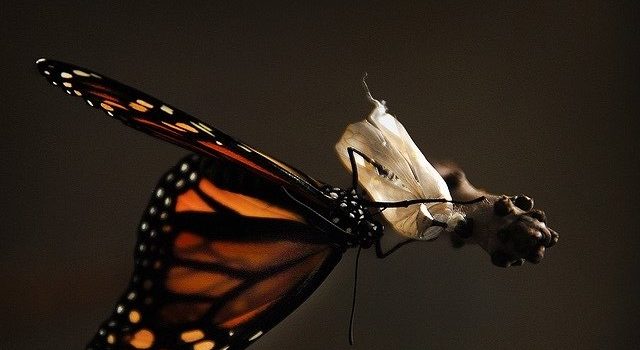 Per una riflessione sull’importanza del concetto di “storia” nei corsi di scrittura